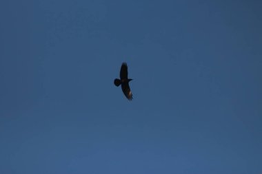 Desna Nehri 'nde Bahar Tufanı. Mezynsky Ulusal Doğa Parkı, Chernihiv Bölgesi, Ukrayna