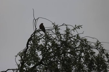 Desna Nehri 'nde Bahar Tufanı. Mezynsky Ulusal Doğa Parkı, Chernihiv Bölgesi, Ukrayna