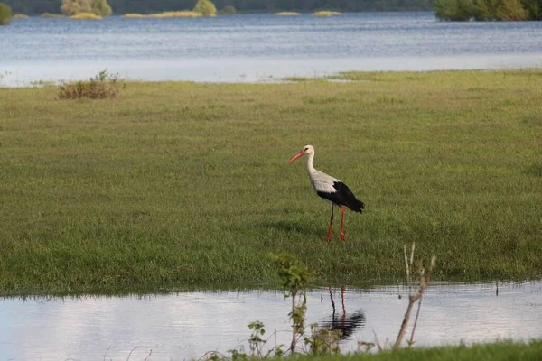 Frühlingsflut Auf Dem Fluss Desna Nationaler Naturpark Mezynsky Gebiet Tschernihiw — Stockfoto