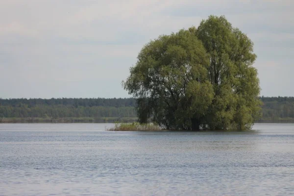 Flood Spring Rio Desna Parque Natural Nacional Mezynsky Região Chernihiv — Fotografia de Stock