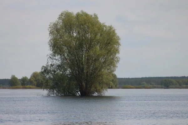 홍수가 데이나 덮친다 Mezynsky National Nature Park Chernihiv Region Ukraine — 스톡 사진