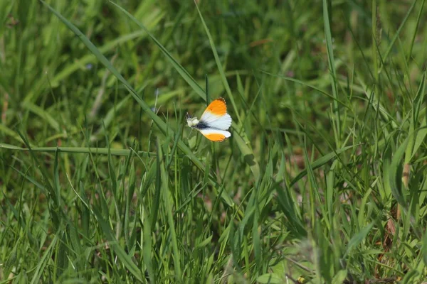 Frühlingsflut Auf Dem Fluss Desna Nationaler Naturpark Mezynsky Gebiet Tschernihiw — Stockfoto