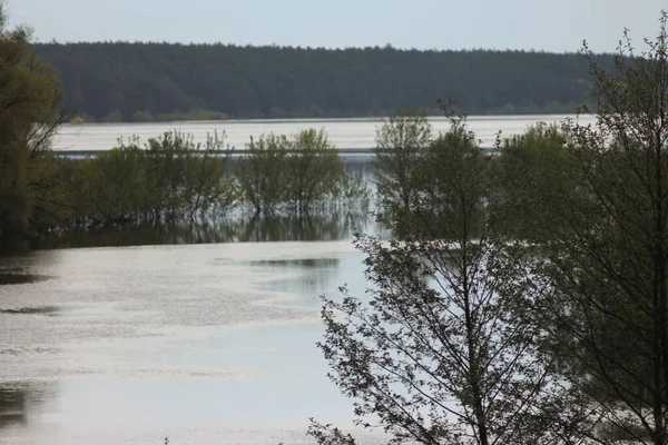 Inondazione Primaverile Sul Fiume Desna Parco Naturale Nazionale Mezynsky Regione — Foto Stock