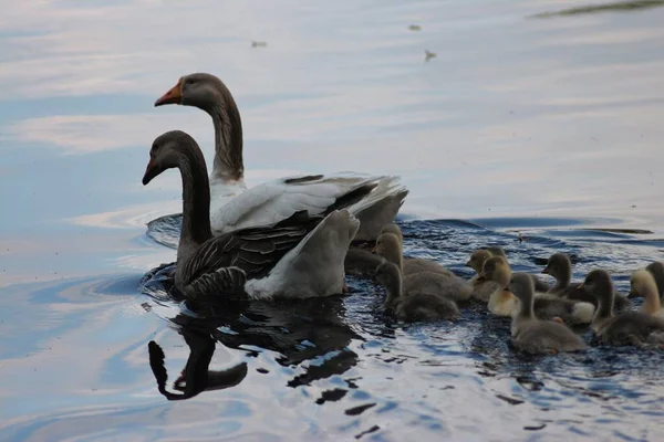 Frühlingsflut Auf Dem Fluss Desna Nationaler Naturpark Mezynsky Gebiet Tschernihiw — Stockfoto