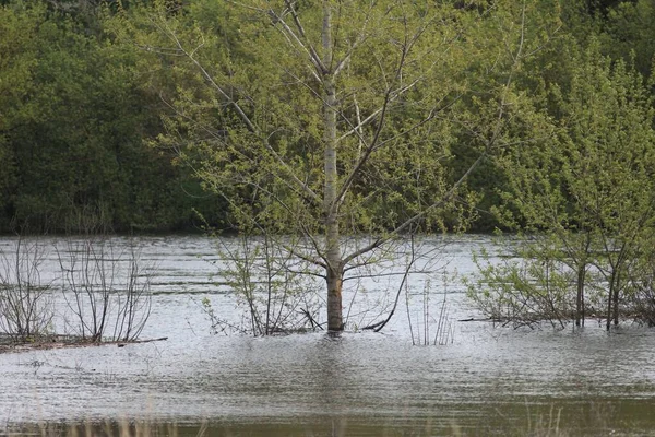 Vyshenki köyündeki Kont Rumyantsev-Zadunaisky 'nin malikanesi. Chernihiv bölgesi, Ukrayna