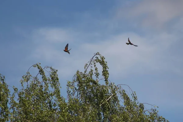 Vyshenki Köyündeki Kont Rumyantsev Zadunaisky Nin Malikanesi Chernihiv Bölgesi Ukrayna — Stok fotoğraf