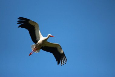 Leylekler tarlada ve uçuyor