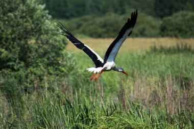 Leylekler tarlada ve uçuyor