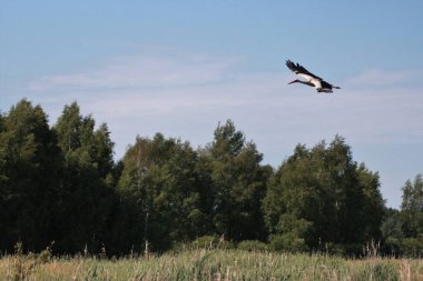 Leylekler tarlada ve uçuyor