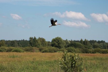 Leylekler tarlada ve uçuyor