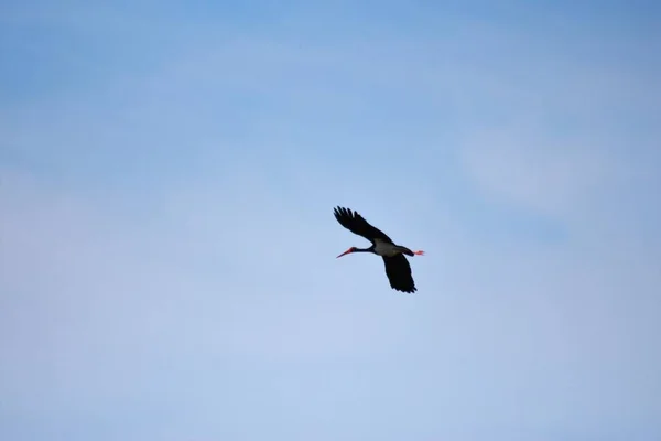 Storks Field Flight — Stock Photo, Image