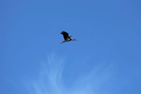 Storks Field Flight — Stock Photo, Image