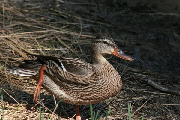 Pato Salvaje Junto Lago — Foto de Stock