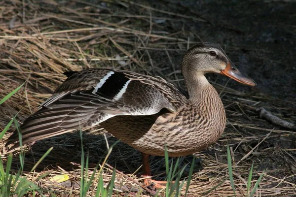 Wilde Eend Aan Het Meer — Stockfoto