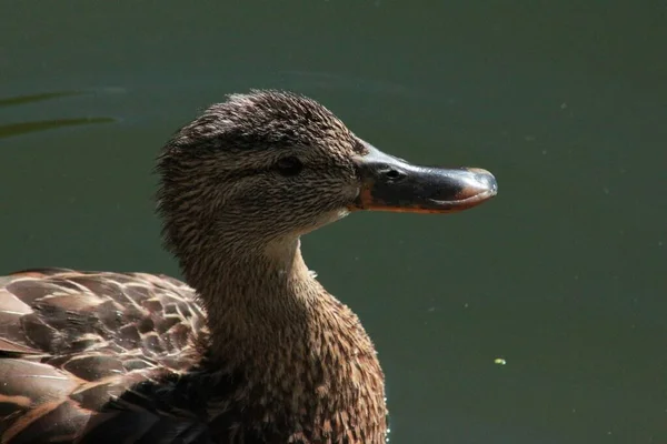 Wilde Eend Aan Het Meer — Stockfoto