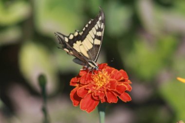 Marigold Çiçeğindeki Kelebek Kırlangıç