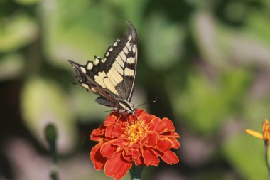Marigold Çiçeğindeki Kelebek Kırlangıç
