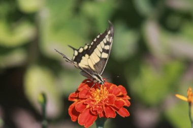 Marigold Çiçeğindeki Kelebek Kırlangıç