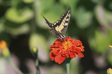 Marigold Çiçeğindeki Kelebek Kırlangıç