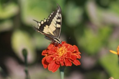 Marigold Çiçeğindeki Kelebek Kırlangıç