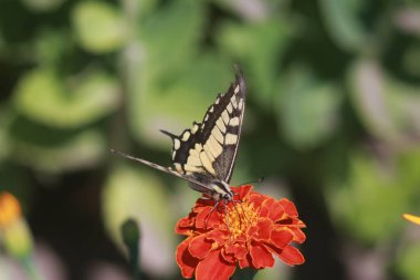 Marigold Çiçeğindeki Kelebek Kırlangıç