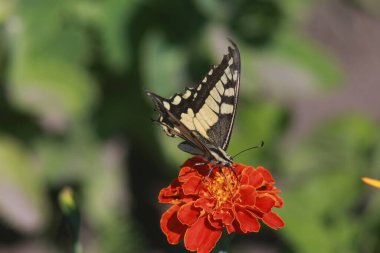 Marigold Çiçeğindeki Kelebek Kırlangıç