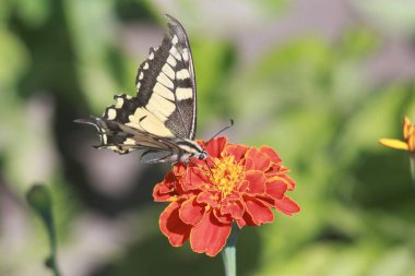 Marigold Çiçeğindeki Kelebek Kırlangıç