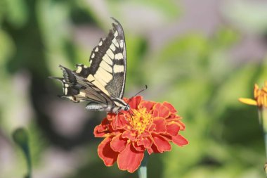 Marigold Çiçeğindeki Kelebek Kırlangıç