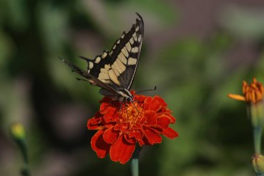 Marigold Çiçeğindeki Kelebek Kırlangıç