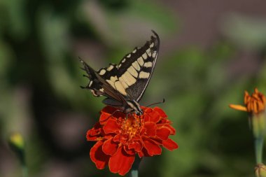 Marigold Çiçeğindeki Kelebek Kırlangıç