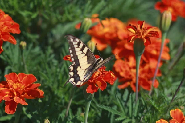 Swallowtail Butterfly Marigold Flower — Fotografia de Stock