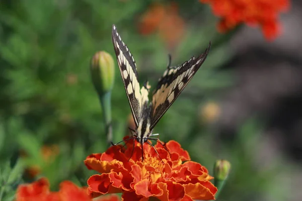 Swallowtail Butterfly Marigold Flower — 스톡 사진