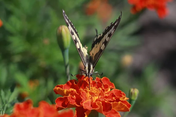 Swallowtail Butterfly Marigold Flower — Fotografia de Stock