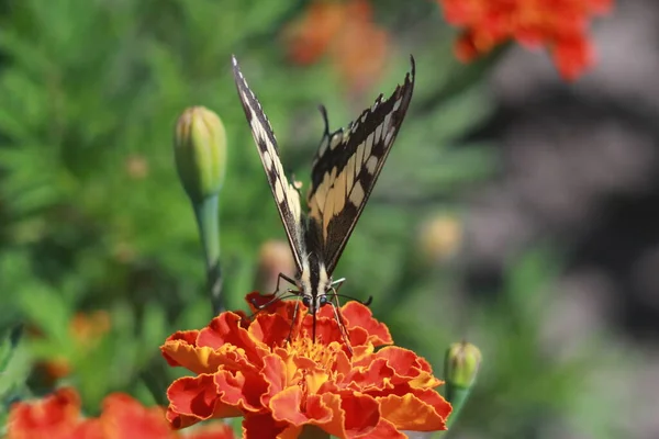 Swallowtail Butterfly Marigold Flower — Stock Photo, Image