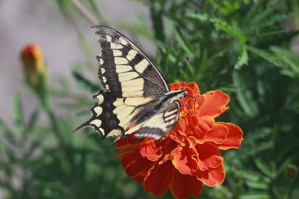 Swallowtail Butterfly Marigold Flower — Foto de Stock