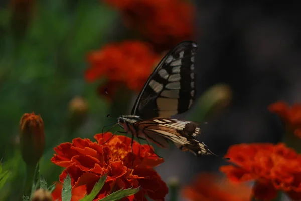 Swallowtail Butterfly Marigold Flower — 图库照片