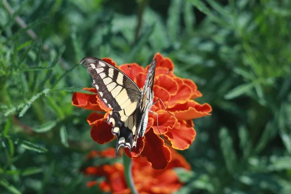 Swallowtail Butterfly Marigold Flower — Fotografia de Stock