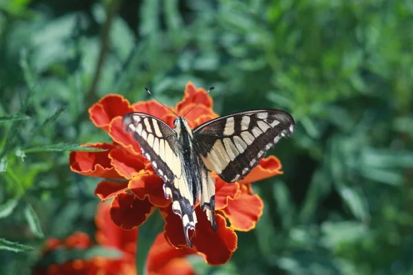 Swallowtail Butterfly Marigold Flower — Fotografia de Stock