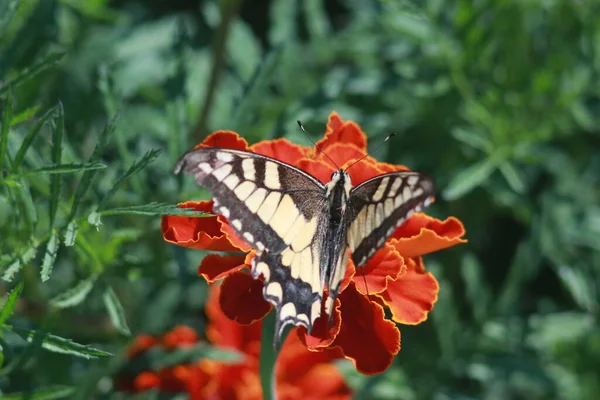Swallowtail Butterfly Marigold Flower — Fotografia de Stock