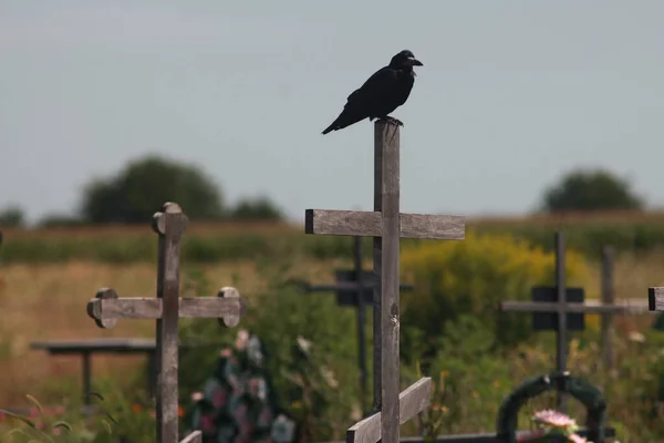 Black Raven Sitting Cross — Foto de Stock