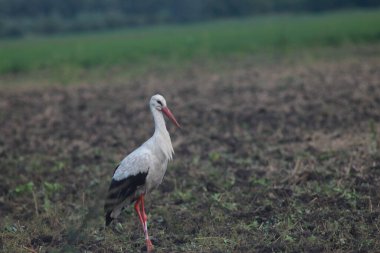 Storks In The Field After Harvest