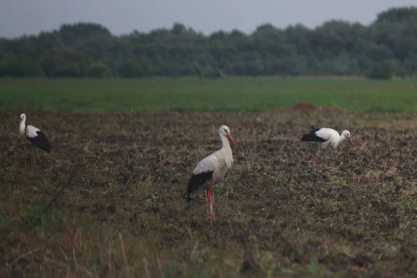 Storks Field Harvest — Zdjęcie stockowe