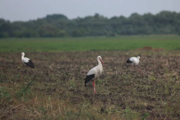 Storks Field Harvest — 스톡 사진