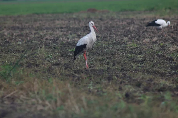 Storks Field Harvest — Stockfoto