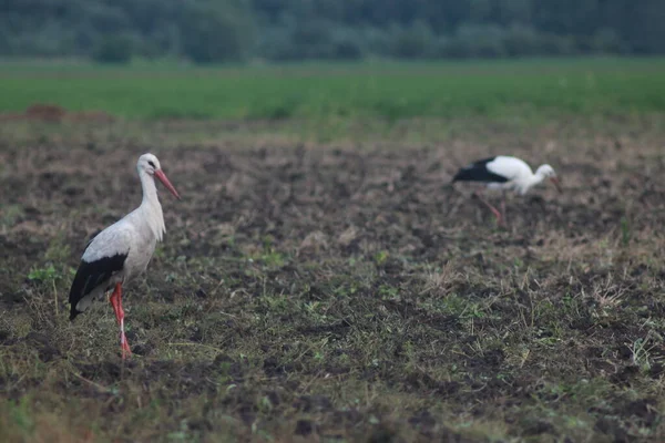 Storks Field Harvest —  Fotos de Stock