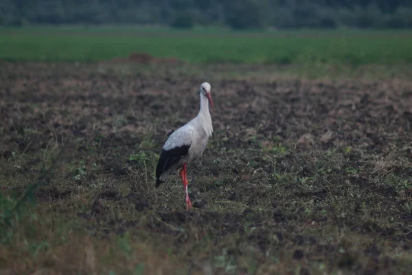 Storks Field Harvest — Stock Fotó