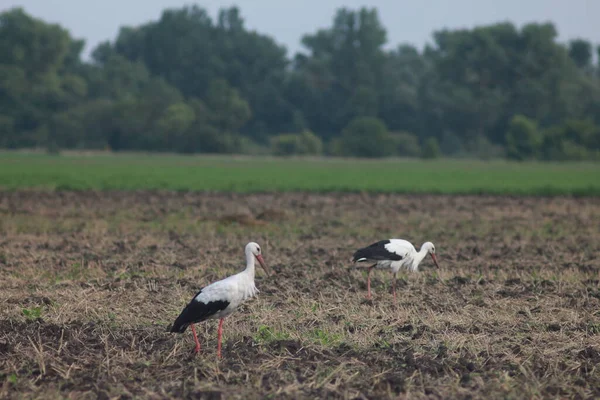 Storks Field Harvest —  Fotos de Stock