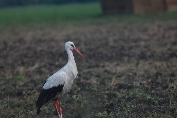 Storks Field Harvest — Stockfoto