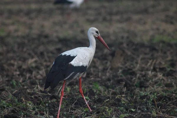 Storks Field Harvest — Stock Photo, Image