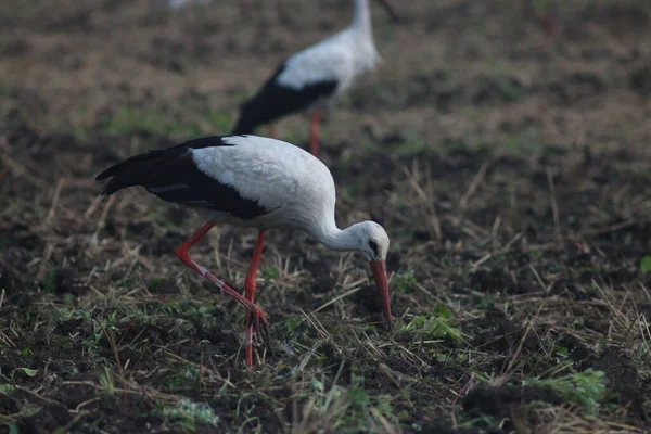 Storks Field Harvest — Photo